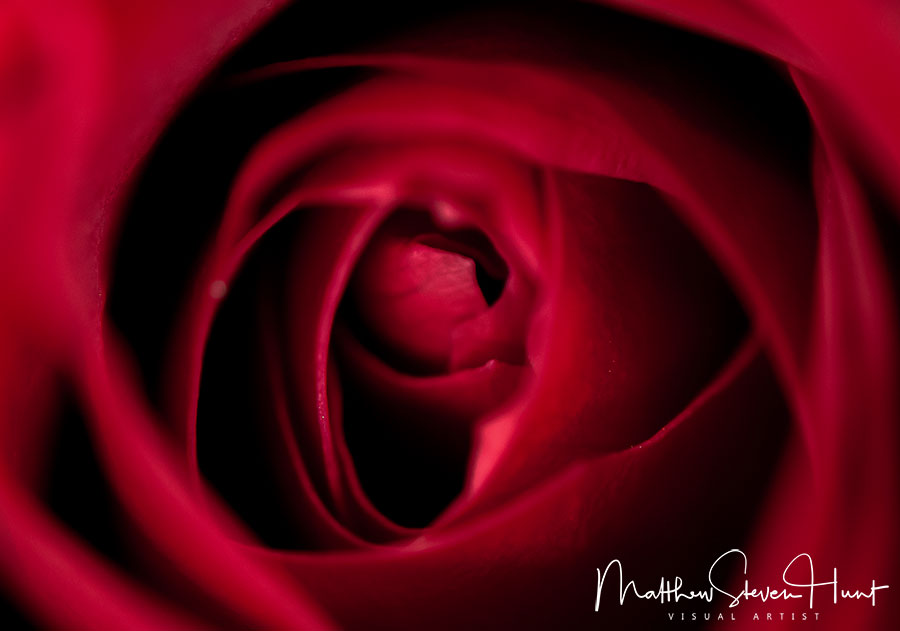 rose_heart